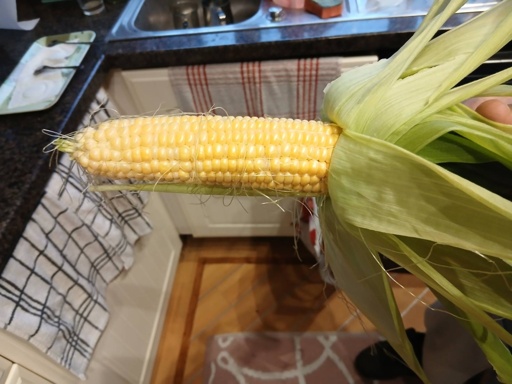 Freshly Harvested Sweetcorn Ear