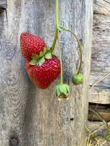 A double strawberry I found in my garden with a smaller one growing out the top of the larger one. They were delicious 