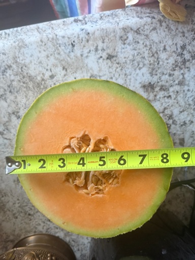 Cantaloupe on a counter sliced in half being measured as having a 8.25" diameter.