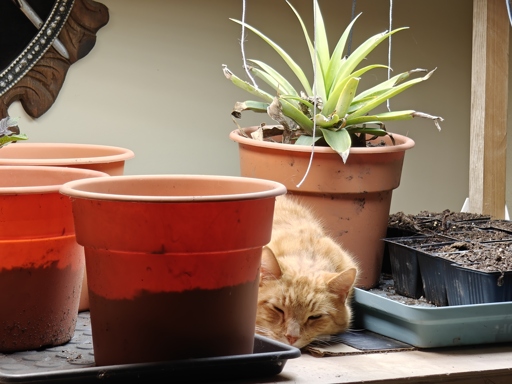 A ginger polydactyl cat sunbathes next to plants under grow lights.