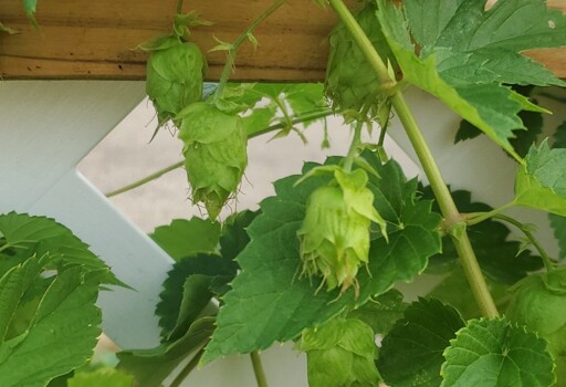 Some Hops on a Bine on a fence.