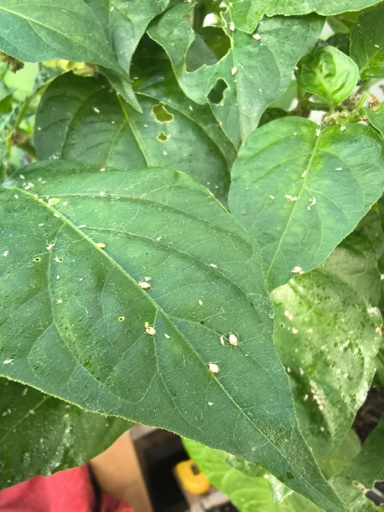 An close-up image of a pepper leaf with small insects on it